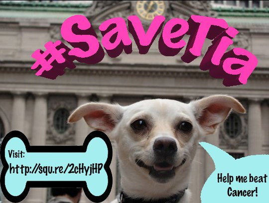 sarahtothelevin's tweet photo. #EMERGENCY! My friend @dollseam's, dog, #Tia is sick and needs your help! https://t.co/CpNCo4JM8O #SaveTia Pls RT! https://t.co/g3xCMSrLkg