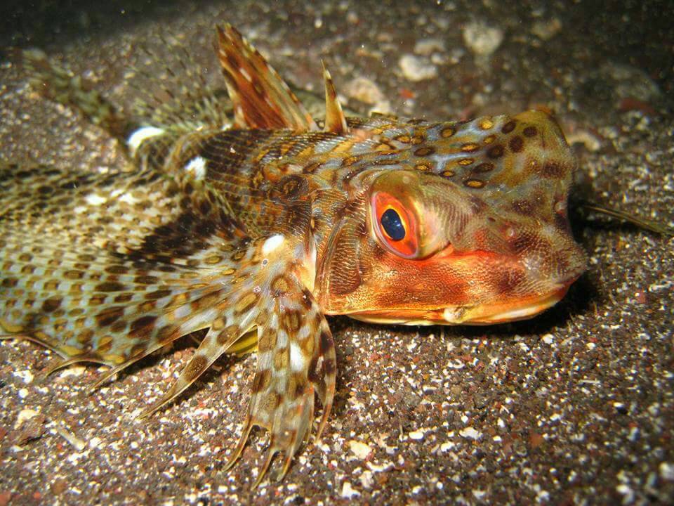 FiveStarScuba's tweet photo. Happy #traveltuesday from our underwater friends!

#fivestarscubawailea #mauiscuba #mauidiving #maui https://t.co/kJI2wJe1pz