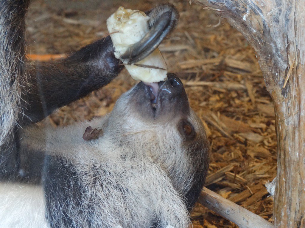 perrymaxed's tweet image. Took a picture of a sloth slowly eating a banana and thought of you, naturally @KristenBell @daxshepard1