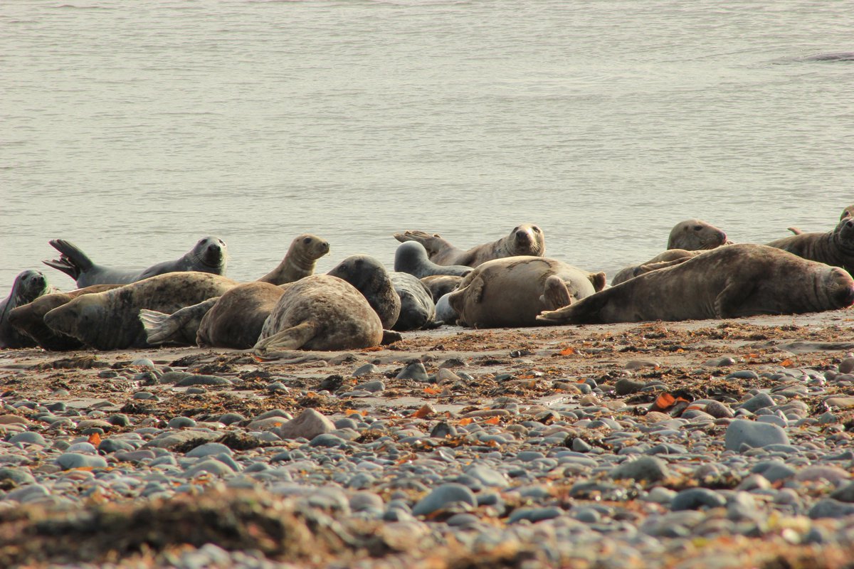 LivingSeasNW's tweet photo. Our new #SealCam is now streaming live from #SouthWalneyNatureReserve - view it live here>> https://t.co/66vp9ZSpx8 https://t.co/Kzn8W0A3Zi