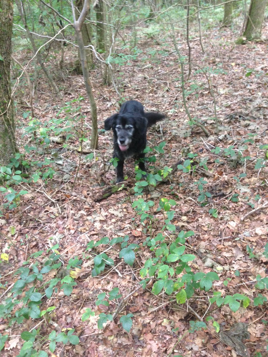 walkingwithsam's tweet image. Would like to welcome mr Murphy to our new pack.