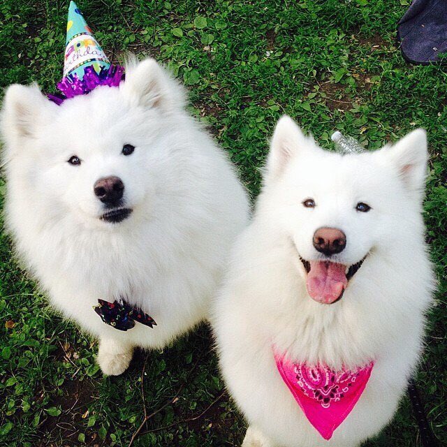 yungsaveandquit's tweet photo. I can't think of a reason to keep this all besides @samoyedsbot https://t.co/Yz7Elq9SF3
