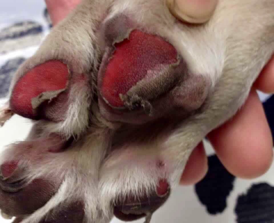 marcthevet's tweet photo. DOG OWNERS: Pls be aware hot roads &amp; pavements can burn your dog's pads so walk early/late or on grass :) #heatwave https://t.co/Zv8tZY73KF
