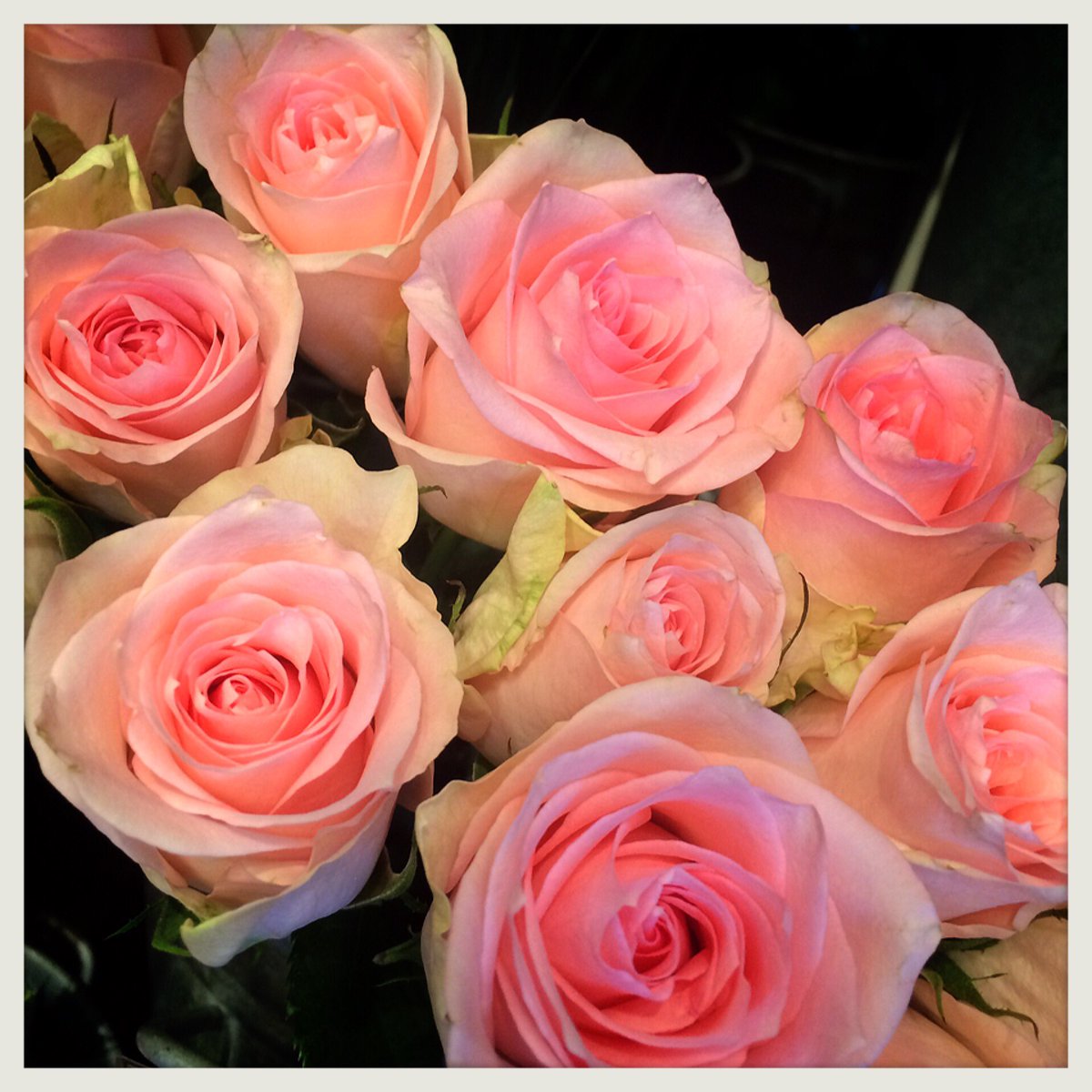 シーズンハーツ 本日のお花 バラ 品種 フラミンゴ 花言葉 幸福 感謝 恋の誓い とってもかわいらしい薄ピンク色のバラ 1本でラッピングしても 花束に入れてもとっても喜ばれます 女性へのプレゼントにオススメです O