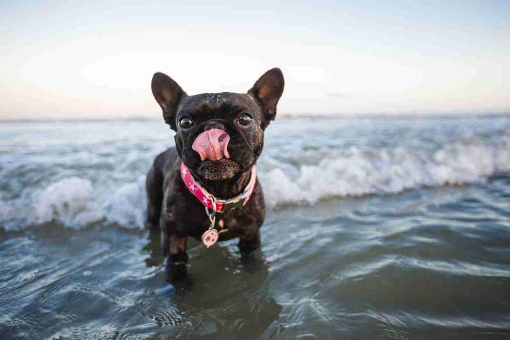 PetSmart's tweet photo. We've partnered w/ @TMobile to send you &amp; your 🐾 friend on a trip. Rules: https://t.co/7avj4v8UPs #TMobileTuesdays https://t.co/ohEGperc15