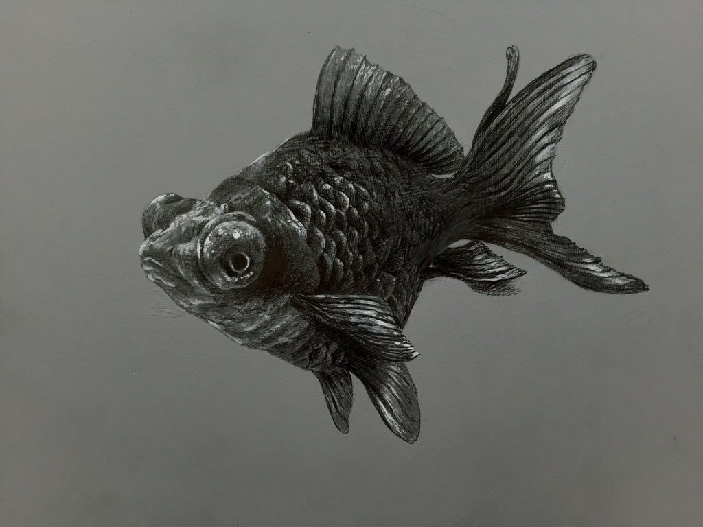早く 大胆な 漏れ 金魚 描き 方 鉛筆 Life Scape Jp