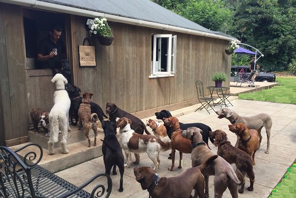 CityAndBeachMag's tweet image. Fun and fabulousness at @MyDogWalker #dog #hotel: cityandbeachmag.com/?p=11855 #heatwave2016 #heatwave #dogsoftwitter