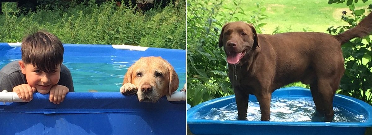 CityAndBeachMag's tweet image. Fun and fabulousness at @MyDogWalker #dog #hotel: cityandbeachmag.com/?p=11855 #heatwave2016 #heatwave #dogsoftwitter