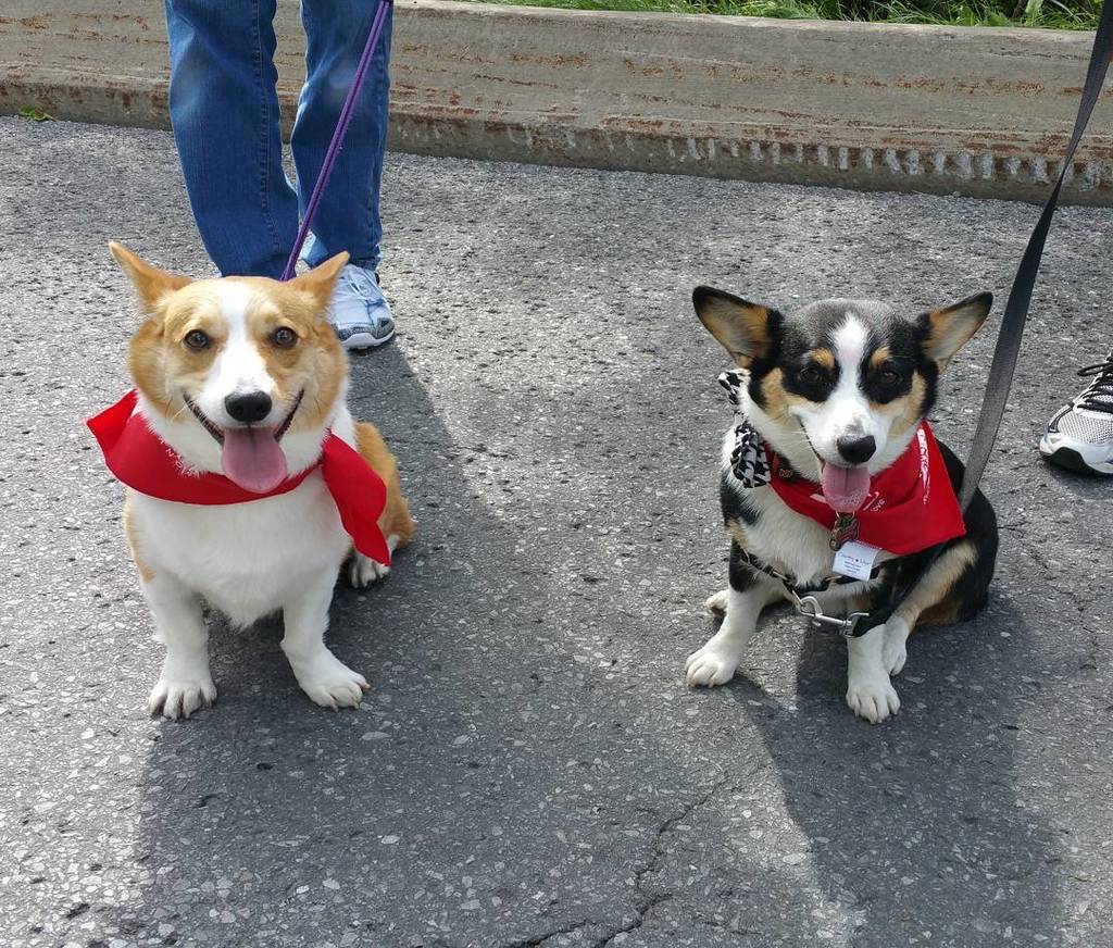 Chuibb_Corgi's tweet photo. 👅👅with @leelathecorgipup at @ottawaasianfest 😄
#foodfoodfood #ISeeFood #CanIHazSome #ImAGo… https://t.co/yiJAbRFFtV https://t.co/Qy9fx6RINj