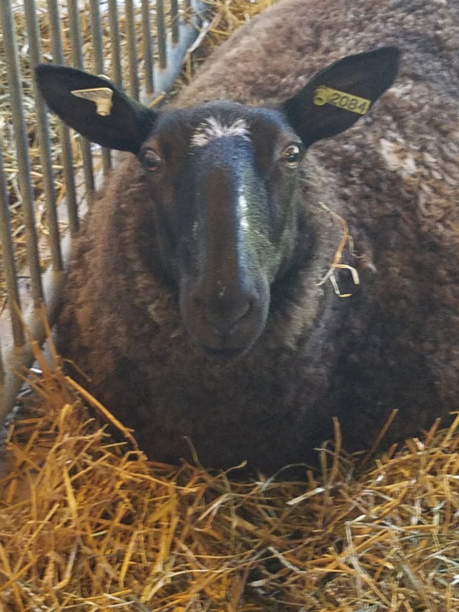 EmilySO's tweet image. "Surprise!" I love this expression. #wool #farmgirl #Wisconsin