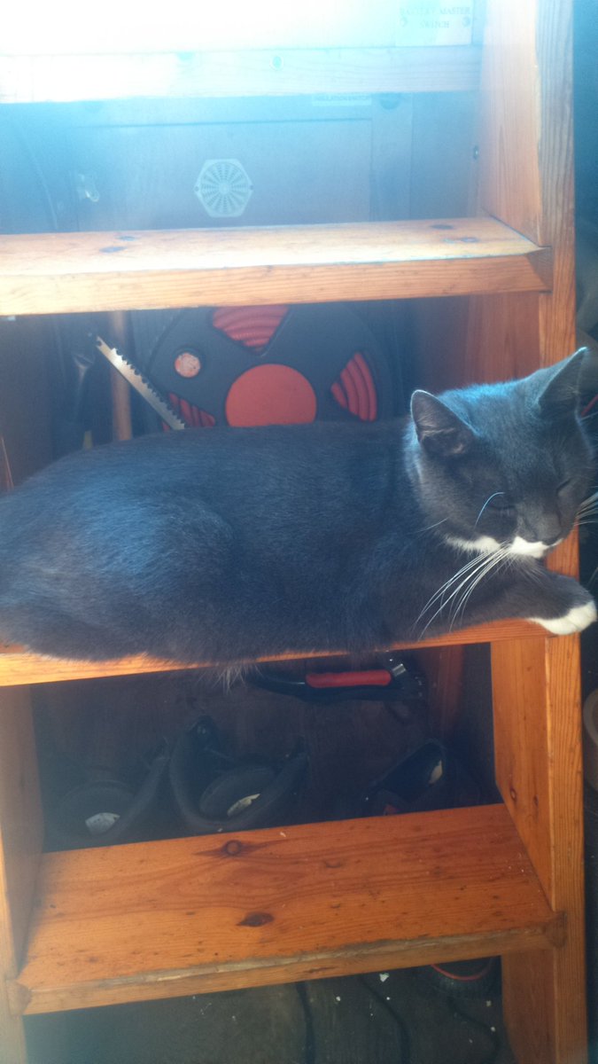 nbMiracle's tweet photo. Heatwave "nap spot" of choice. Middle step the only way off the boat #CatsOfTwitter #boatsthattweet https://t.co/UBklmPa9wD