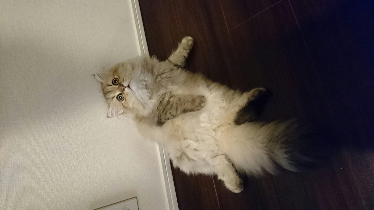 maromaron0325's tweet photo. チンチラゴールデンのまろです★

#ペルシャ #チンチラゴールデン #猫 #可愛い #癒し #間抜け顔 #ふわふわ #ねこ #まろ https://t.co/WQeCNAvl4c