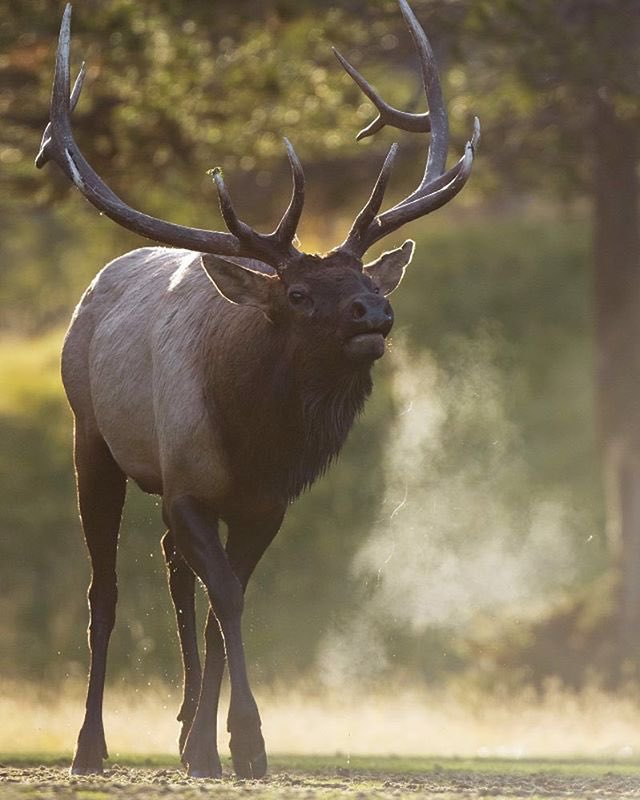 SkiLouise's tweet photo. It's Elk rutting season!
- Keep 30+ meters away
- Never come between a bull and a cow elk
- Dogs on leash https://t.co/PyEkZGG7xa