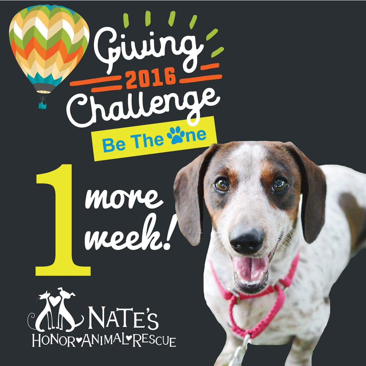 HonorAnimal's tweet photo. Thank you @CFSarasota   @ThePattersonFdn @ManateeCF  Knight Foundation @HeraldTribune and Selby Foundation! https://t.co/6oNh9AkGXc