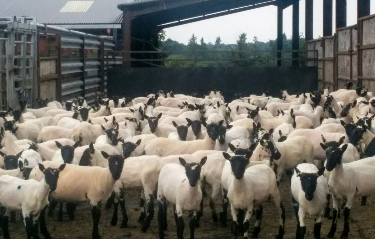 Sarahthecat4's tweet photo. Replacement ewe lambs shorn today #beulahs #soeasytohandlenow https://t.co/gwlcQpux38