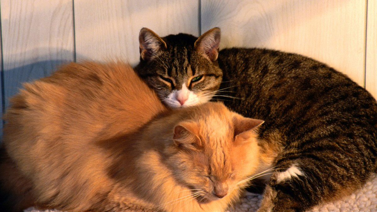 _cute_cats__'s tweet photo. #cats Retweet for left, Like for right https://t.co/ry6x3X8hv6
