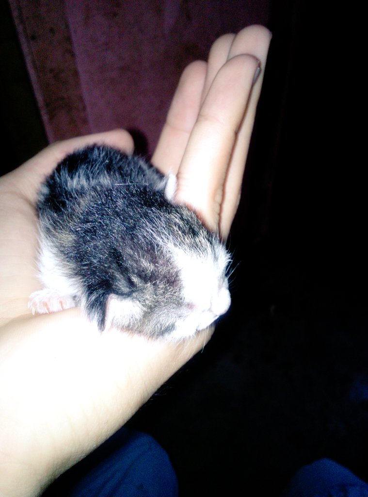 don_robin's tweet photo. Overload of cuteness. Hmmm! 😍
I love this kitten 😚😚 https://t.co/LSgEa9xtPZ