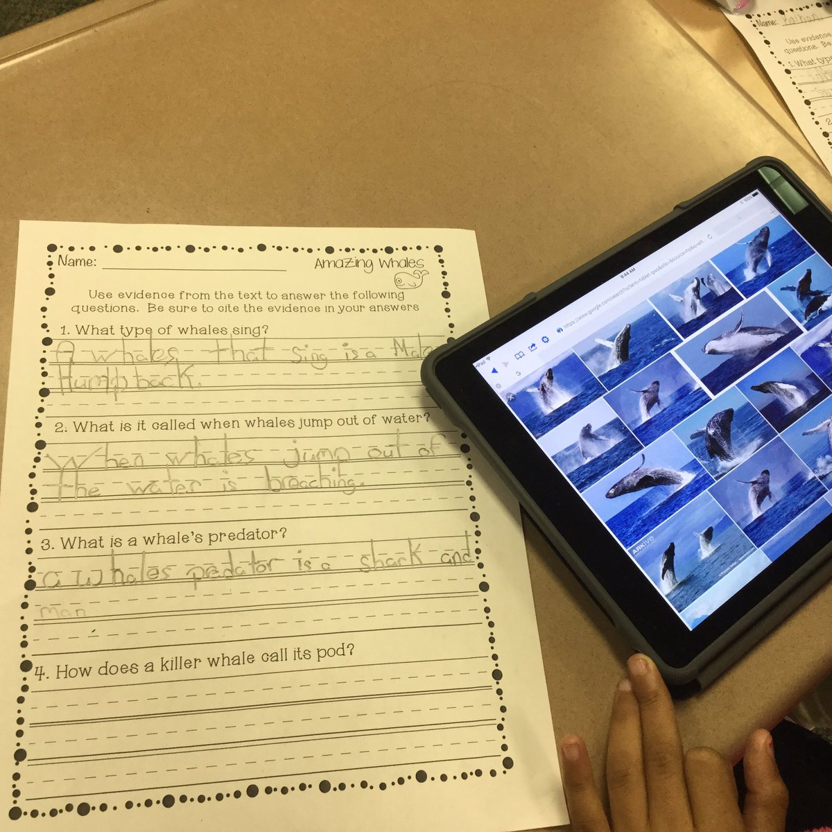 mccall_heidi's tweet photo. Researching/using evidence from close read to learn about whales.@Supt_LCSS@sukaratana_lcss  @crocker_lcss https://t.co/xmnhice6nb