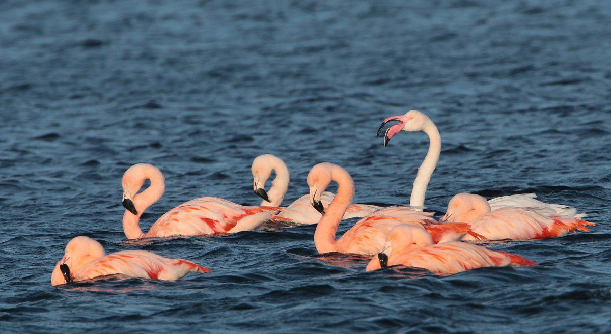 Flamingo's spotten in Nederland? Ja dat kan! Op roze zondag (16 okt) met <a href="/staatsbosbeheer/">Staatsbosbeheer</a> #grevelingenweek