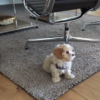 We welcome our new #teammember and feelgoodmanager ginger.
#digitaltransformation #working40
bit.ly/2coyRnx