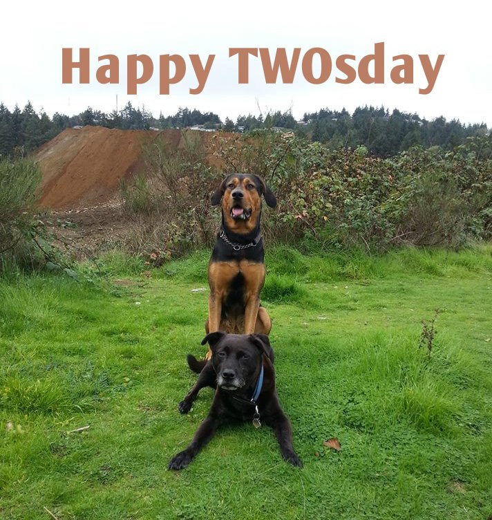 DogsofVictoria's tweet image. Happy TWOsday from @DogsofVictoria #yyj #victoria #dogsoftwitter