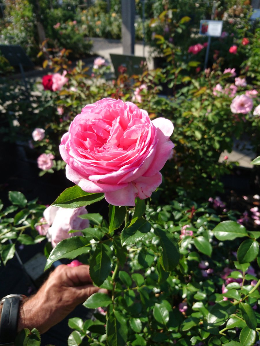 Ernst Meier Ag On Twitter Roses Garten Weltneuheit Bei Uns La
