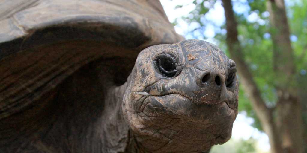 the always photogenic Big Al the Aldabra tortoise