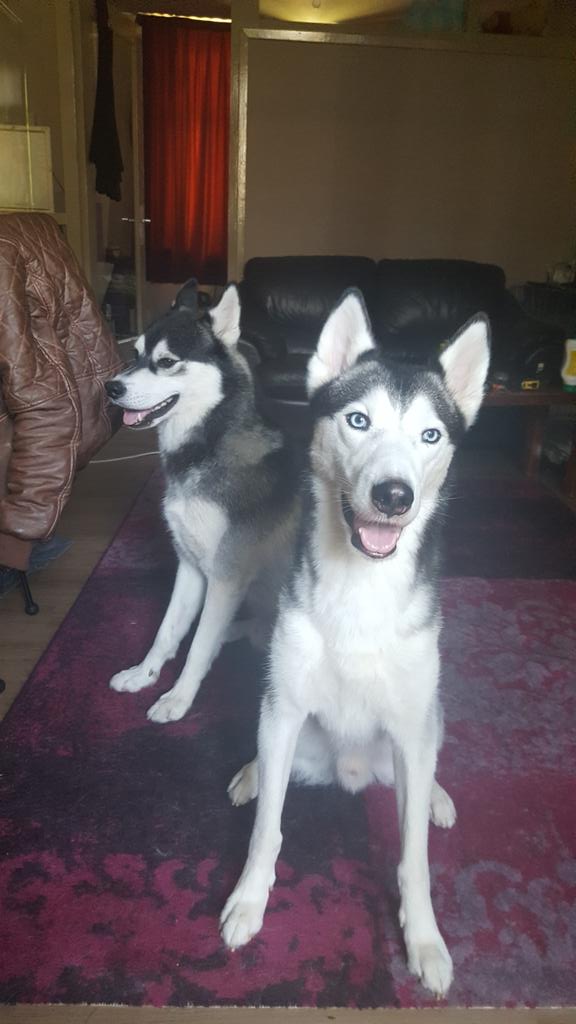 Life_of_Tygo's tweet photo. Meet our new family member, Shadow🐺 https://t.co/bWpjtU0Zel