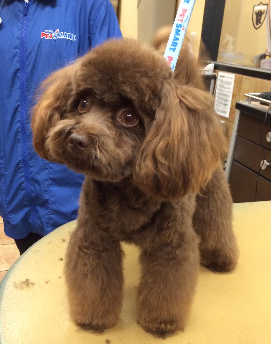 Gru was the academy Demo dog today 🐾#demodog #everyonelovesgru 💙@PetSmart_DaveK <a href="/ashleybeltz84/">Ashley</a> <a href="/CarrieVillani/">Carrie Villani</a>