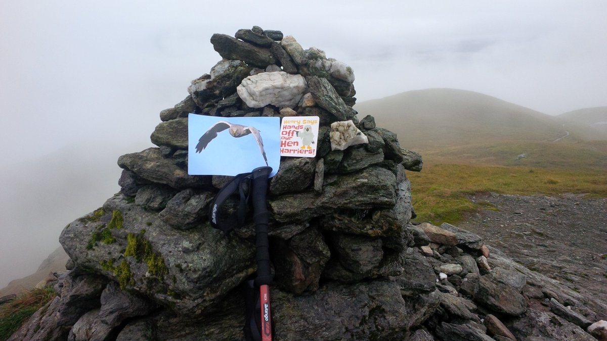 MancRockChick's tweet photo. Sadly the only Hen Harrier I've seen in the Highlands :(  Meall nan Tarmachan 1044m @birdersagainst @HenryHenHarrier https://t.co/TSv5VUvTpN