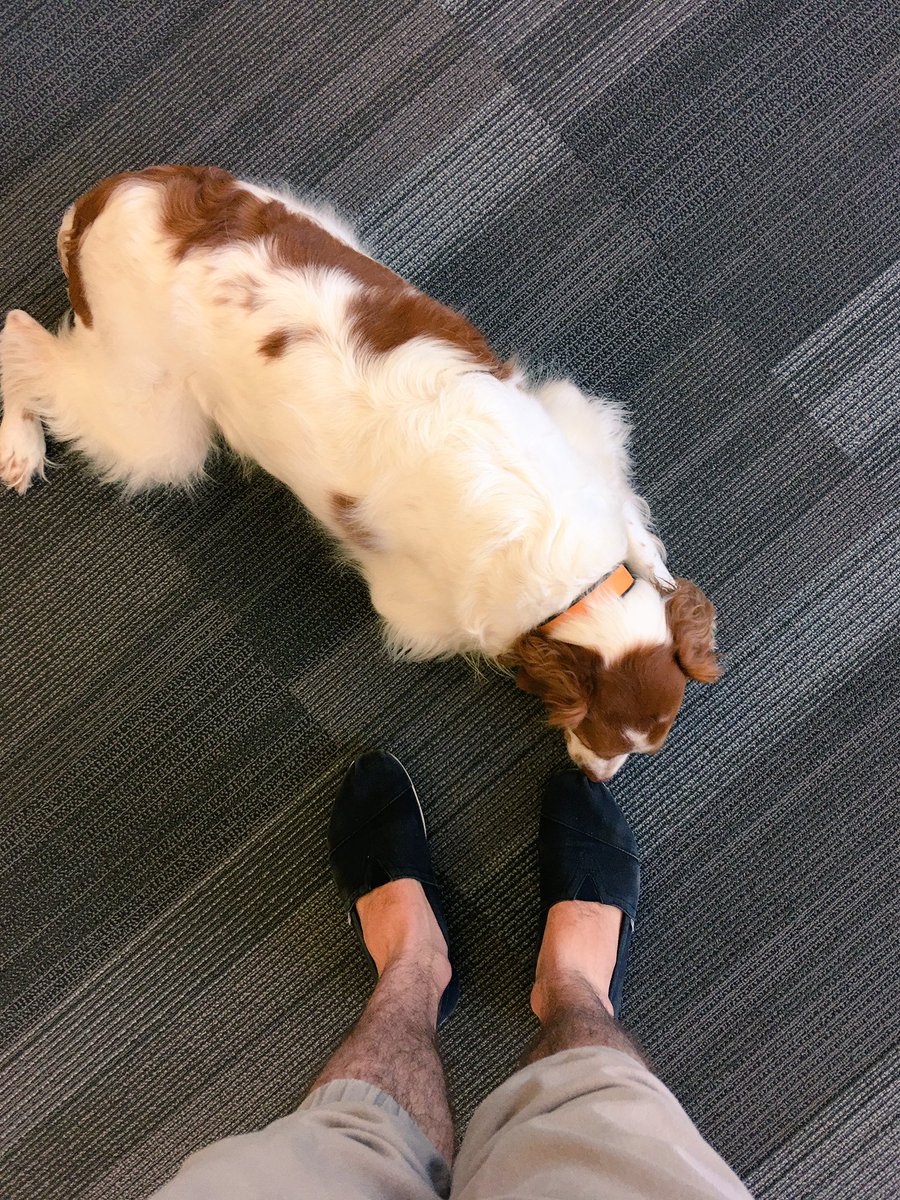 johnwylie's tweet photo. You guys! We have a visitor in the office today and I am so happy!
This is Trigger and he's so cool!
#DogsIsLife 🐶 https://t.co/x27UbaeNNC