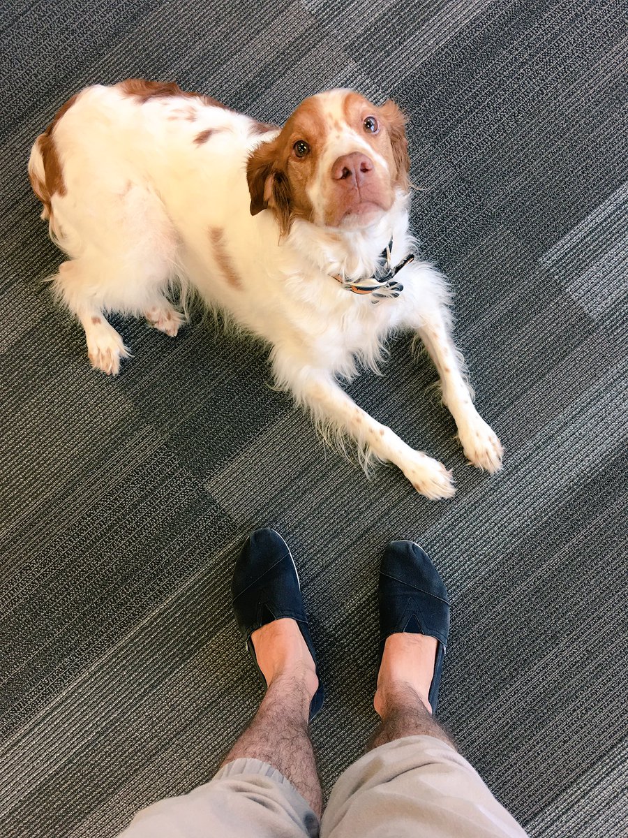 johnwylie's tweet photo. You guys! We have a visitor in the office today and I am so happy!
This is Trigger and he's so cool!
#DogsIsLife 🐶 https://t.co/x27UbaeNNC