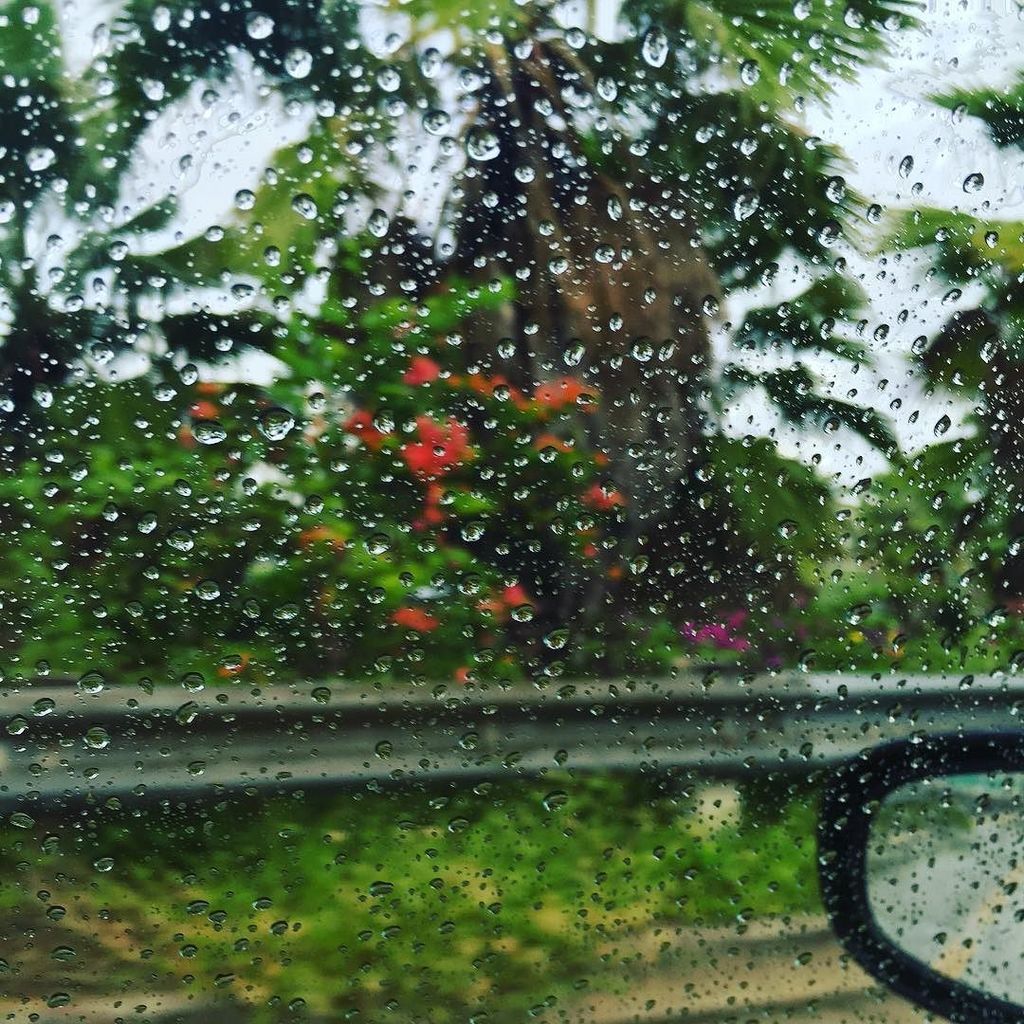 emiitoillo's tweet photo. Rainy day / roadside bougainvillea and palm trees https://t.co/V8e7uw7sQP