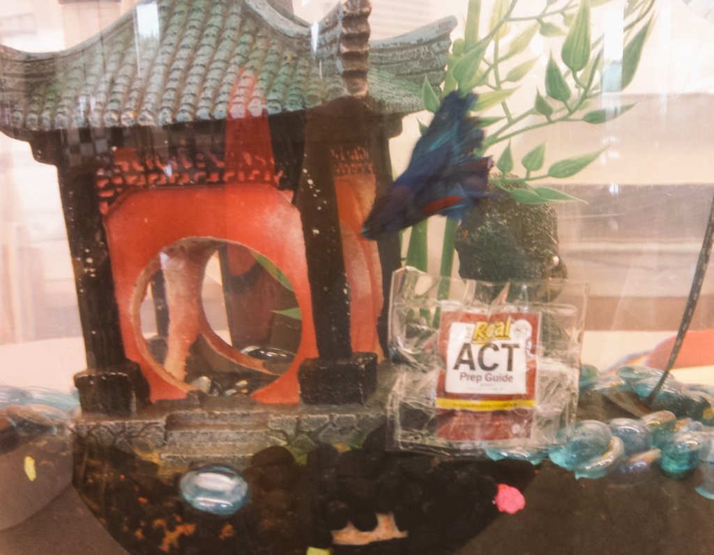 SHSLibraryFish's tweet photo. Studying for the ACT. O-fish-ally ready to take it again today! Good luck to all! #ACT https://t.co/1pELBBZZld