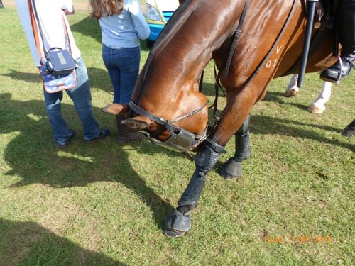 TVP_horses's tweet photo. Take a bow all who correctly identified the rear ends of Loki and Odin. Should I be concerned lol? #buttfans
PS3481 https://t.co/c32T64nmE8