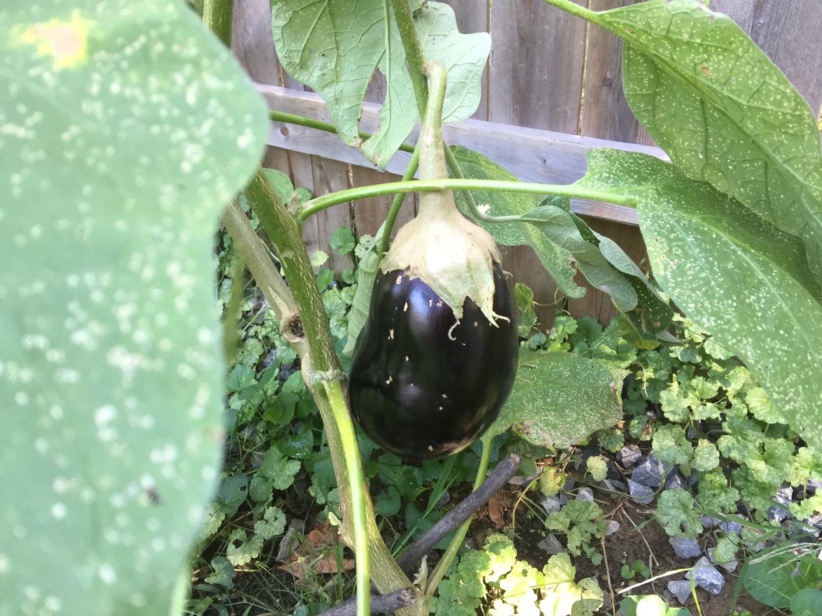 fazli12345's tweet photo. #Patlican #Badilcan #Bademcan #Bademjan #Eggplant https://t.co/G05Huo5Rcb