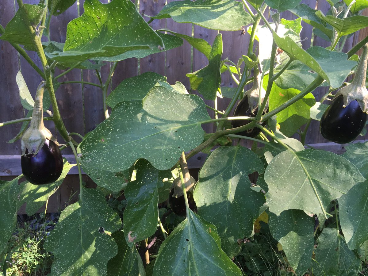fazli12345's tweet photo. #Patlican #Badilcan #Bademcan #Bademjan #Eggplant https://t.co/G05Huo5Rcb