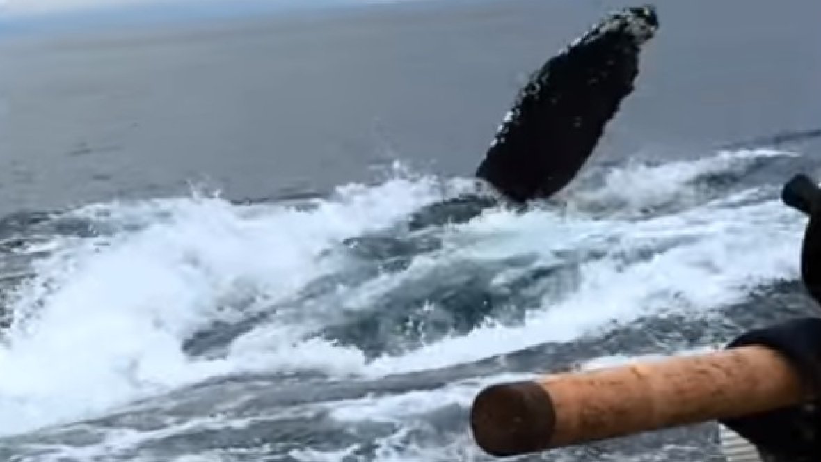 cbcnewsbc's tweet photo. Fishing boat has close encounter with humpback whale off Haida Gwaii: https://t.co/CQ0PDa0iLN https://t.co/o7rSskDLfD