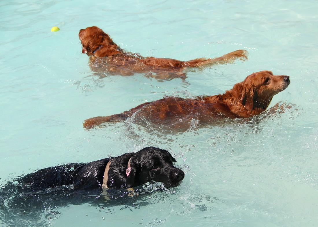 KCMOParks's tweet photo. Pics from Saturday's #DippinDogs Swim Party at #KCParks @TheSpringsKC via @KCStar More>>https://t.co/okjVFgBWFe https://t.co/EuUcwFZBwF