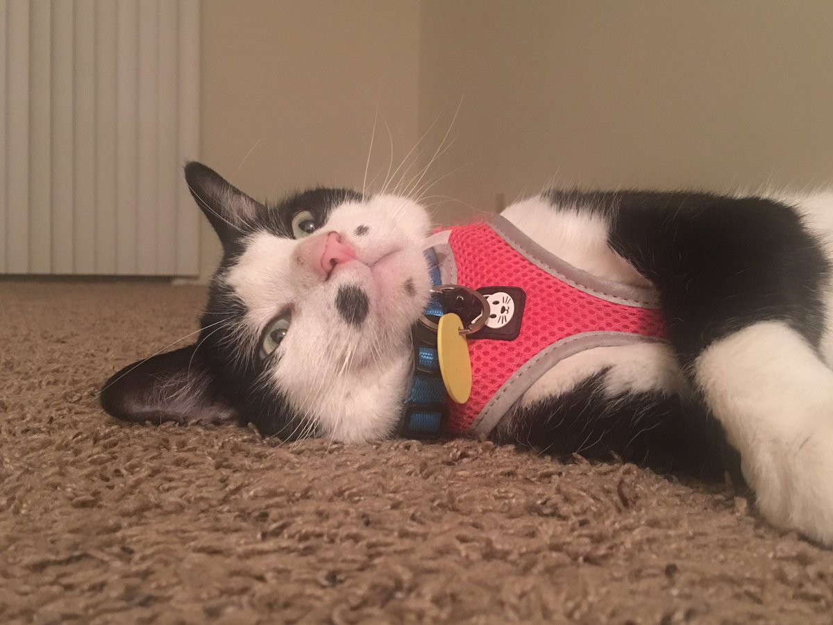 brittersbear's tweet photo. What a #doofus #kittycat #caturday #cateveryday #cats #cat #lazyboy #lazycat #chubbub 😍😍😍 https://t.co/rODoGX0NbE