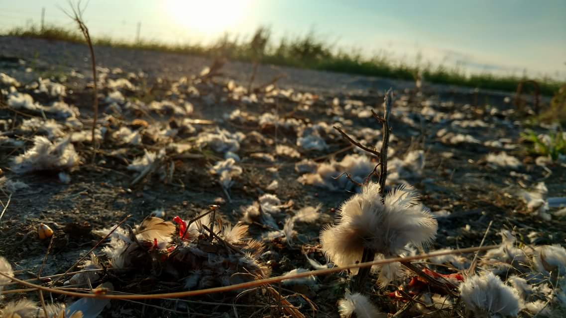 Before we get started with deer season a successful dove hunt is always key. #limtedout #dove #hunting #shotgun