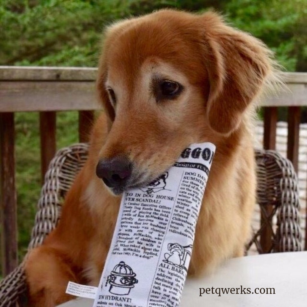 PetQwerksToys's tweet photo. Remembered got swatted with this #plushtoys #petqwerks #squeakynewspaper #plushnewspaper PC: @dec_the_big_red_dog https://t.co/reJyc0wNSL