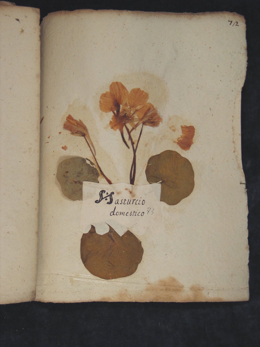 MuseiCiviciRE's tweet photo. Con Herbaria Antiqua sfoglia gli antichi erbari dei #museicivicire https://t.co/msIicTiAmL #PreviouslyOnEarth ☘🌿🌾 https://t.co/zN5mmOixa3
