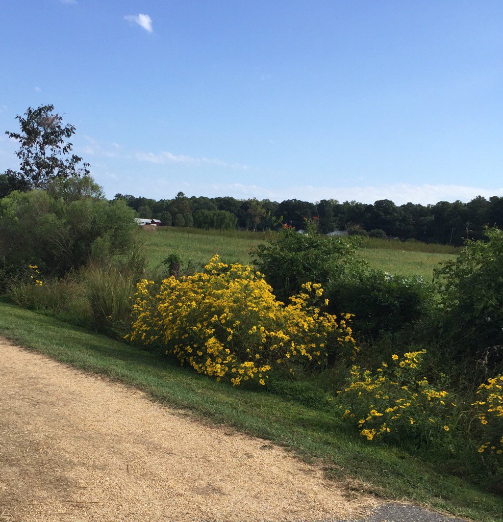 You know it's County Fair time when the tick seed daisies are in bloom in St Marys.
#smcfair