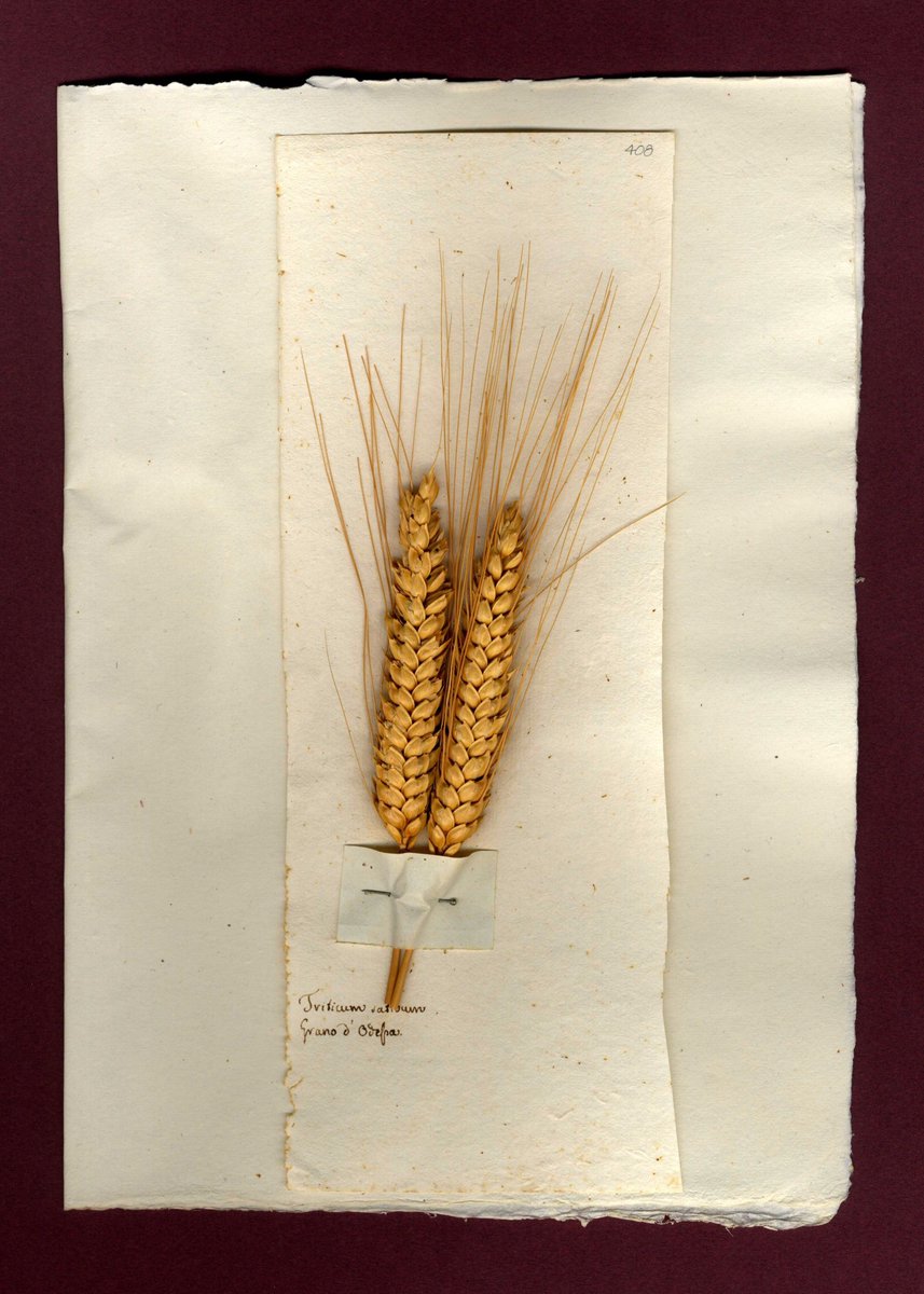 MuseiCiviciRE's tweet photo. Con Herbaria Antiqua sfoglia gli antichi erbari dei #museicivicire https://t.co/msIicTiAmL #PreviouslyOnEarth ☘🌿🌾 https://t.co/zN5mmOixa3