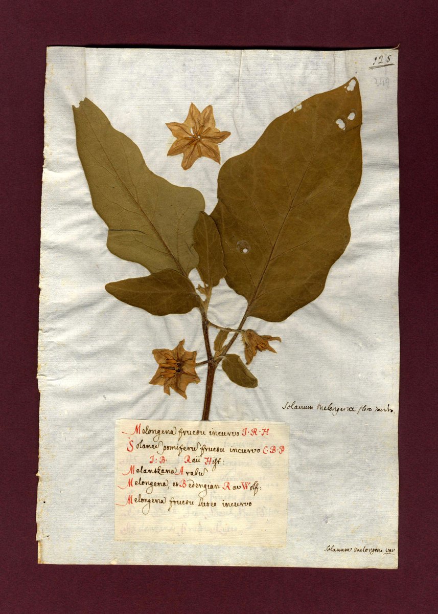 MuseiCiviciRE's tweet photo. Con Herbaria Antiqua sfoglia gli antichi erbari dei #museicivicire https://t.co/msIicTiAmL #PreviouslyOnEarth ☘🌿🌾 https://t.co/zN5mmOixa3