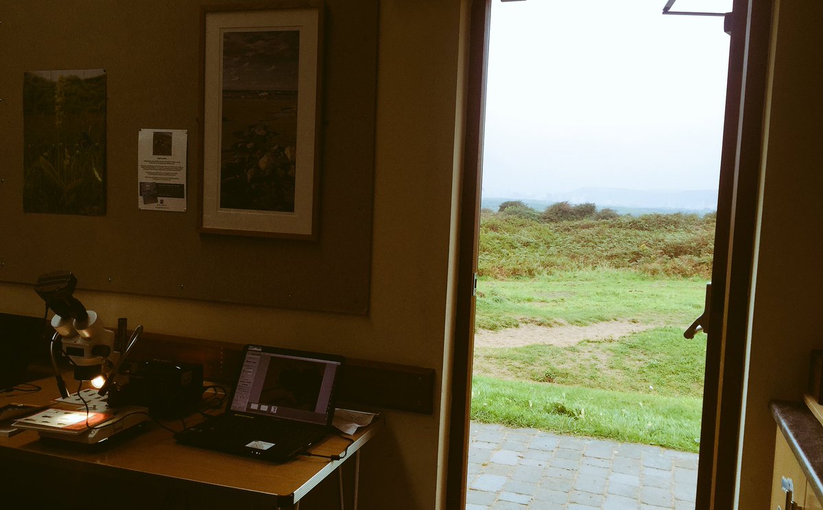 JordanCuff's tweet image. Good day in Kenfig for UG #ResearchTechniques. Fewer beetles, but lots of enthusiasm and good Carabid ID skills!