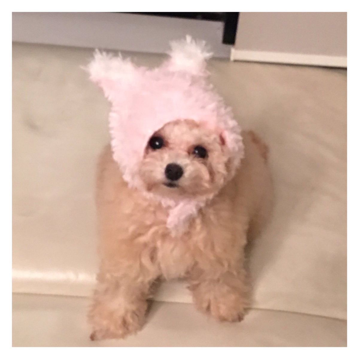 kazuyo_makino's tweet photo. VOGUE BEAUTY AWARD 2016
審査のためお試し中。
みなさまも参加して。ももちゃん
コスプレで応援中(笑)💓💓💓
どのコスメも本当に素晴らしい。
このウキウキ感💓癖になる。
#VBA2016 https://t.co/0In3KeXQ5l