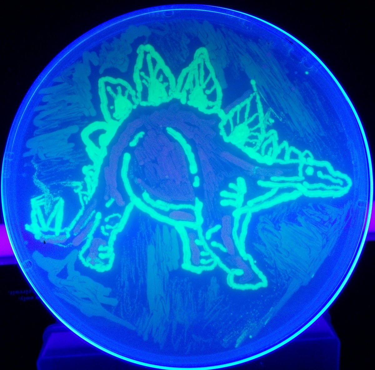 PetriPicasso's tweet photo. Dinosaurs are coming! See our living #bioart display at @PatagoniaCGY for #Beakerhead this week! https://t.co/KTyiPUK81v