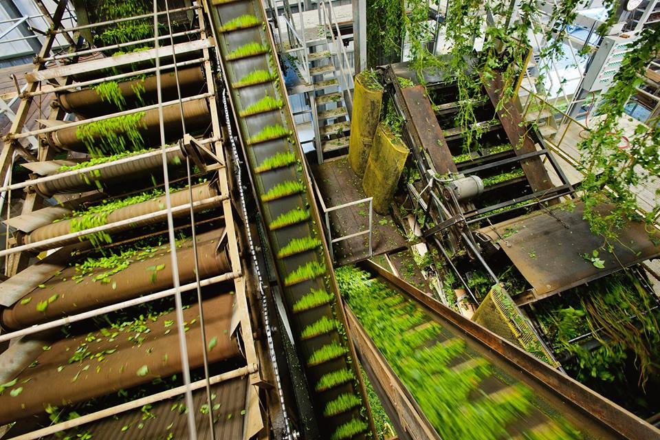 WashingtonBeer's tweet photo. Hoping for a new #ActionGreen hop varietal soon! #WAhops #DrinkWABeer #Seahawks https://t.co/NPWlOfOWGL https://t.co/iBBkIbZdLo